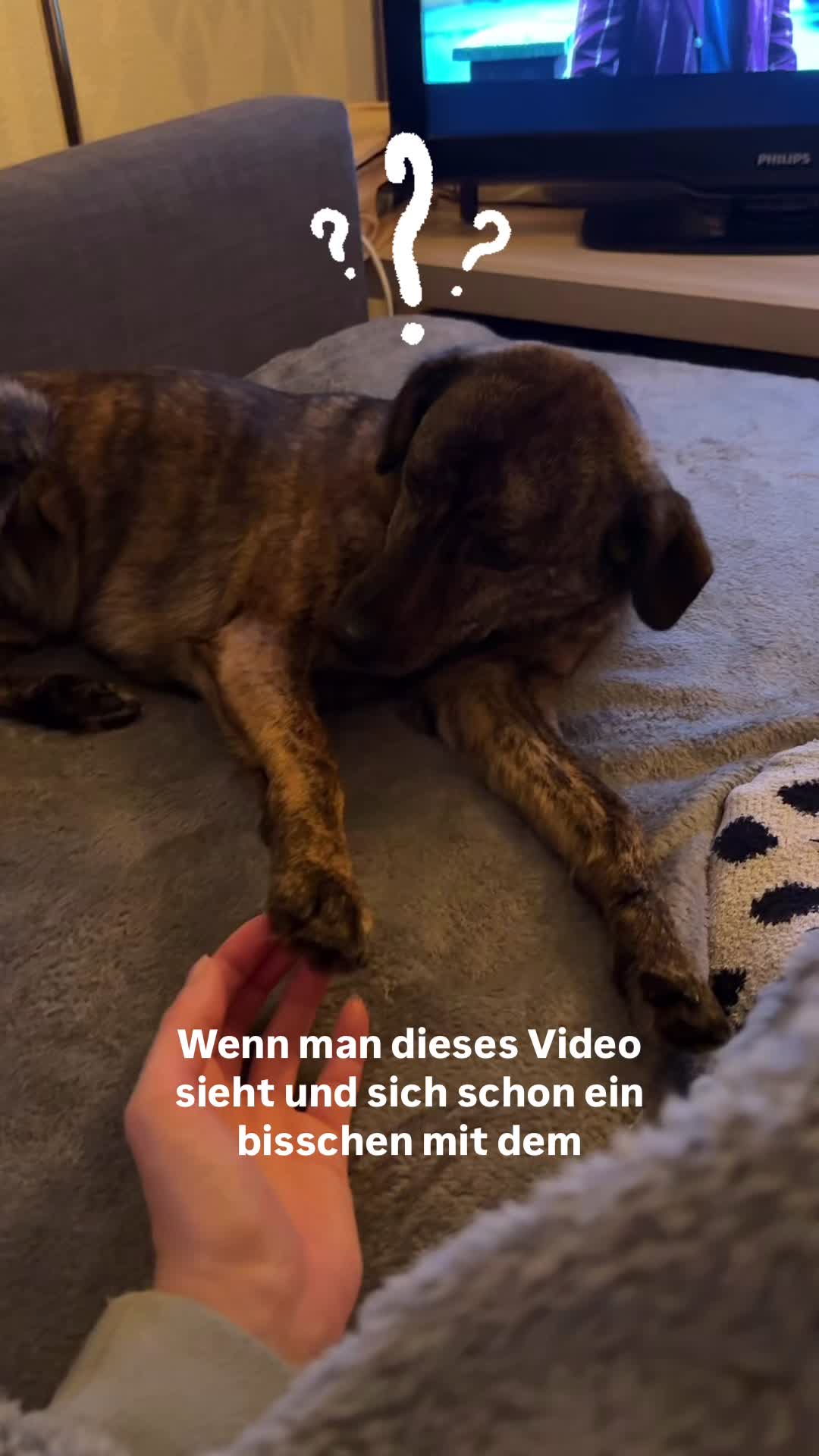 @Antonia | Hundetrainerin
