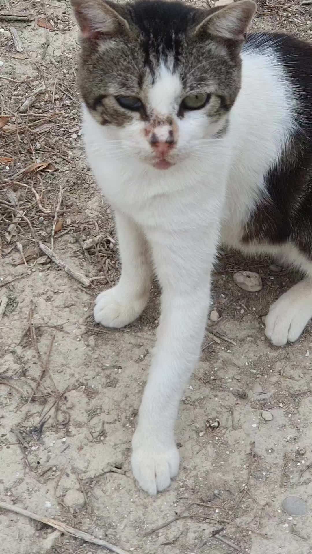 @Susancats