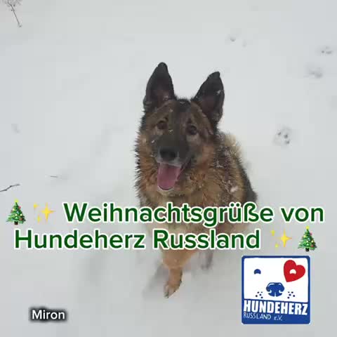 @Tierheim der Gl&uuml;ckliche