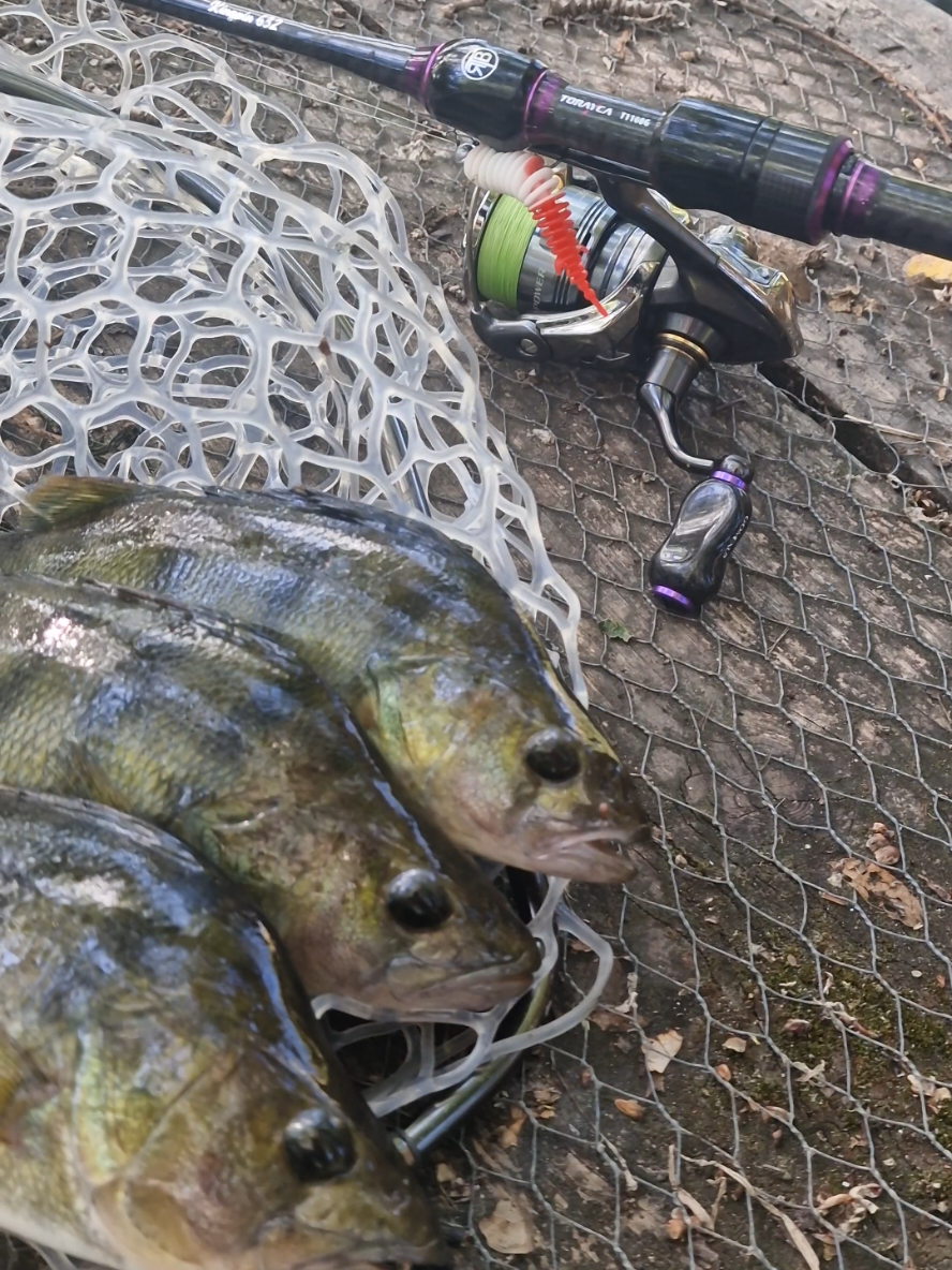 @BF Angler