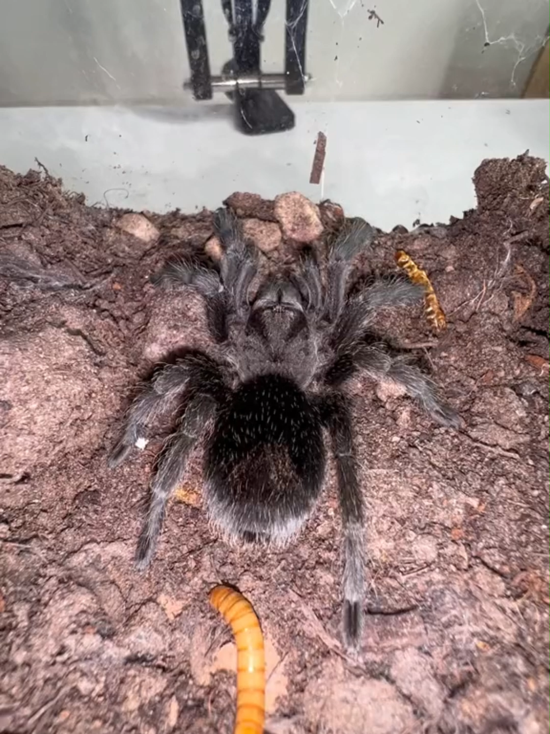 @The Spider Shop