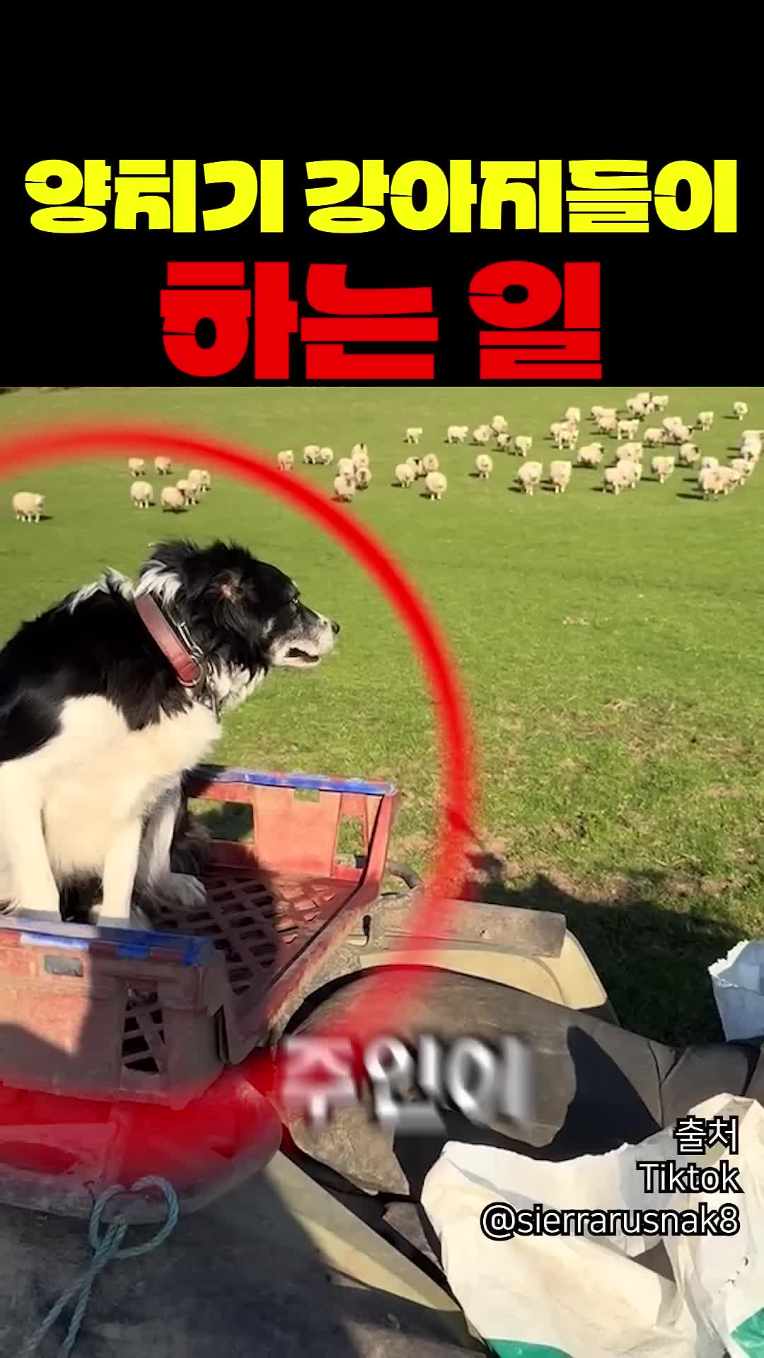 @짱아까미