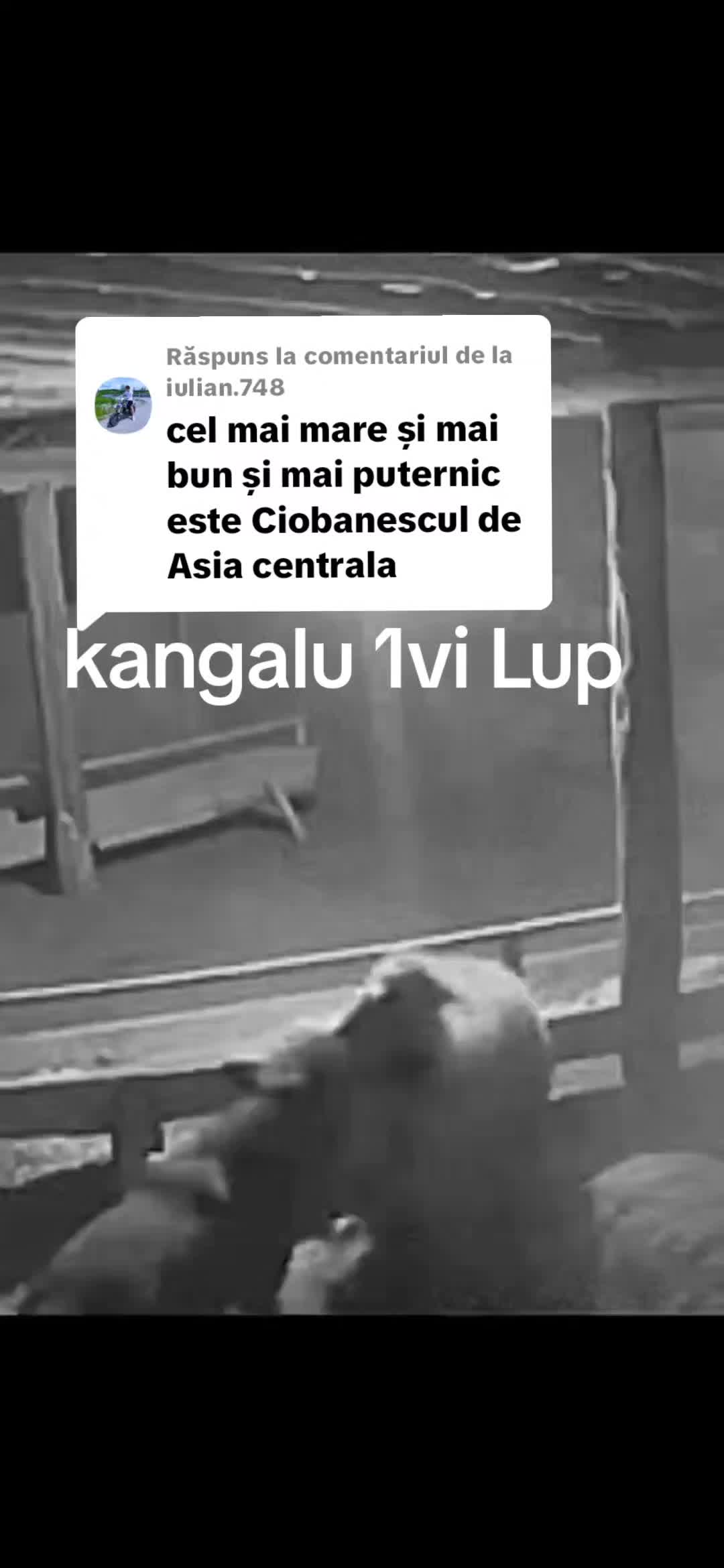 @Regele_kangal👑
