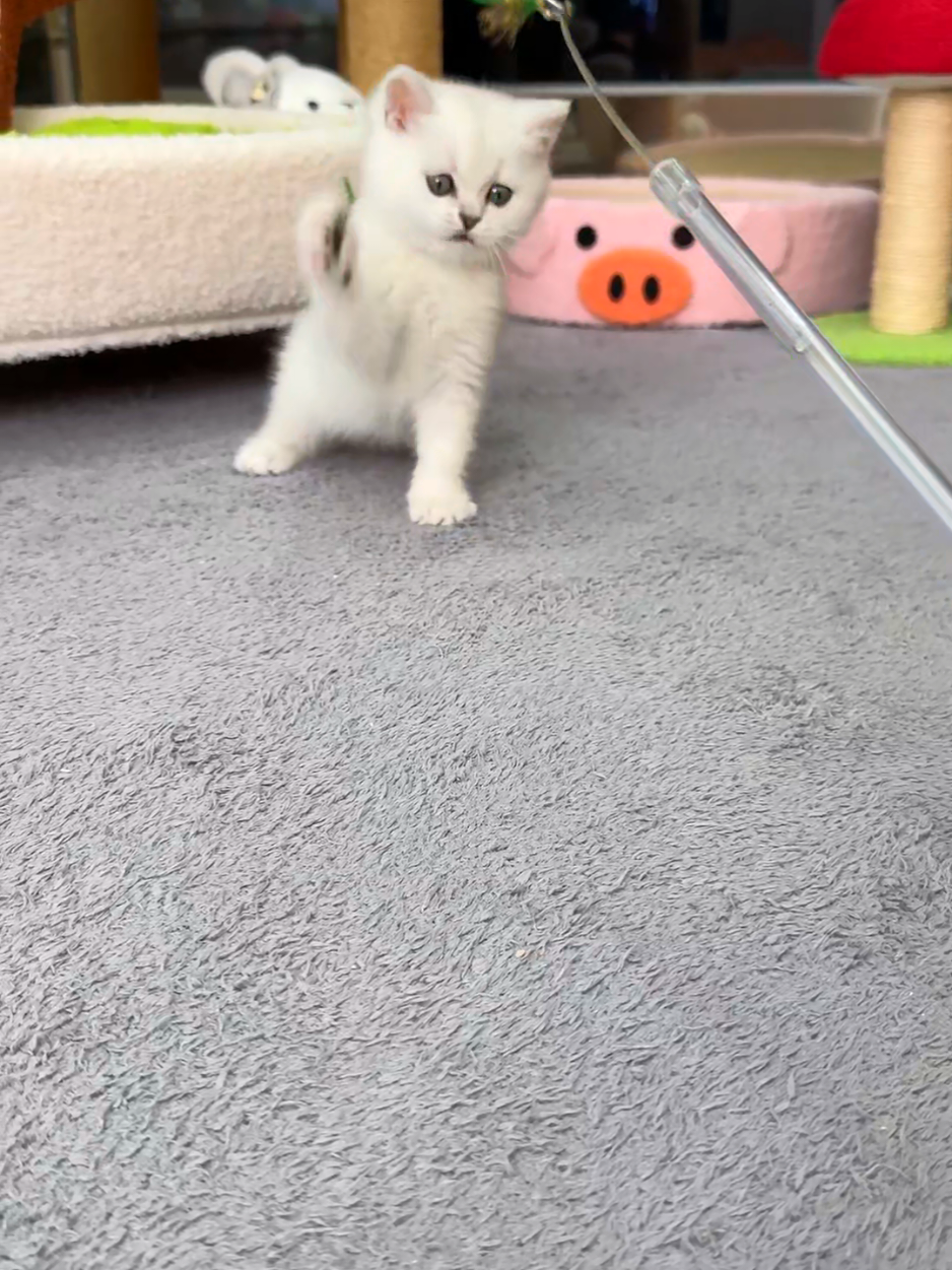 @핑발바닥은 못참는다냥🐱
