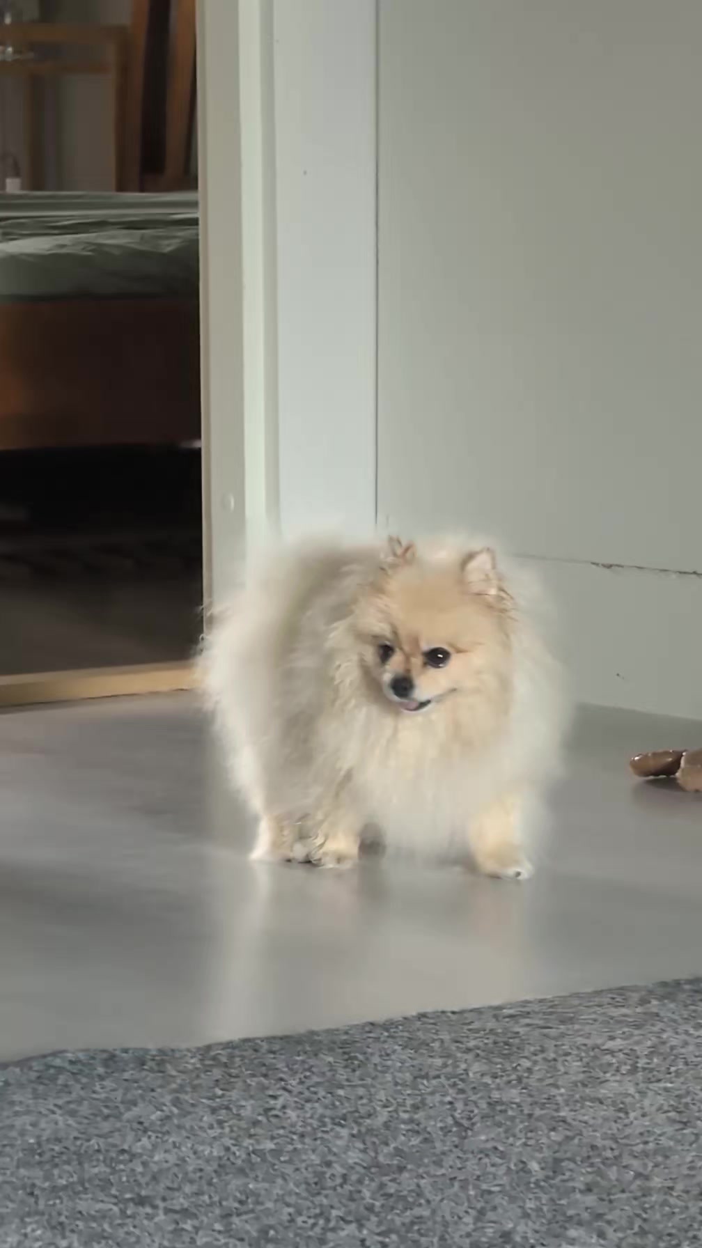 @Emma Amanda Milli (Pet hotel)