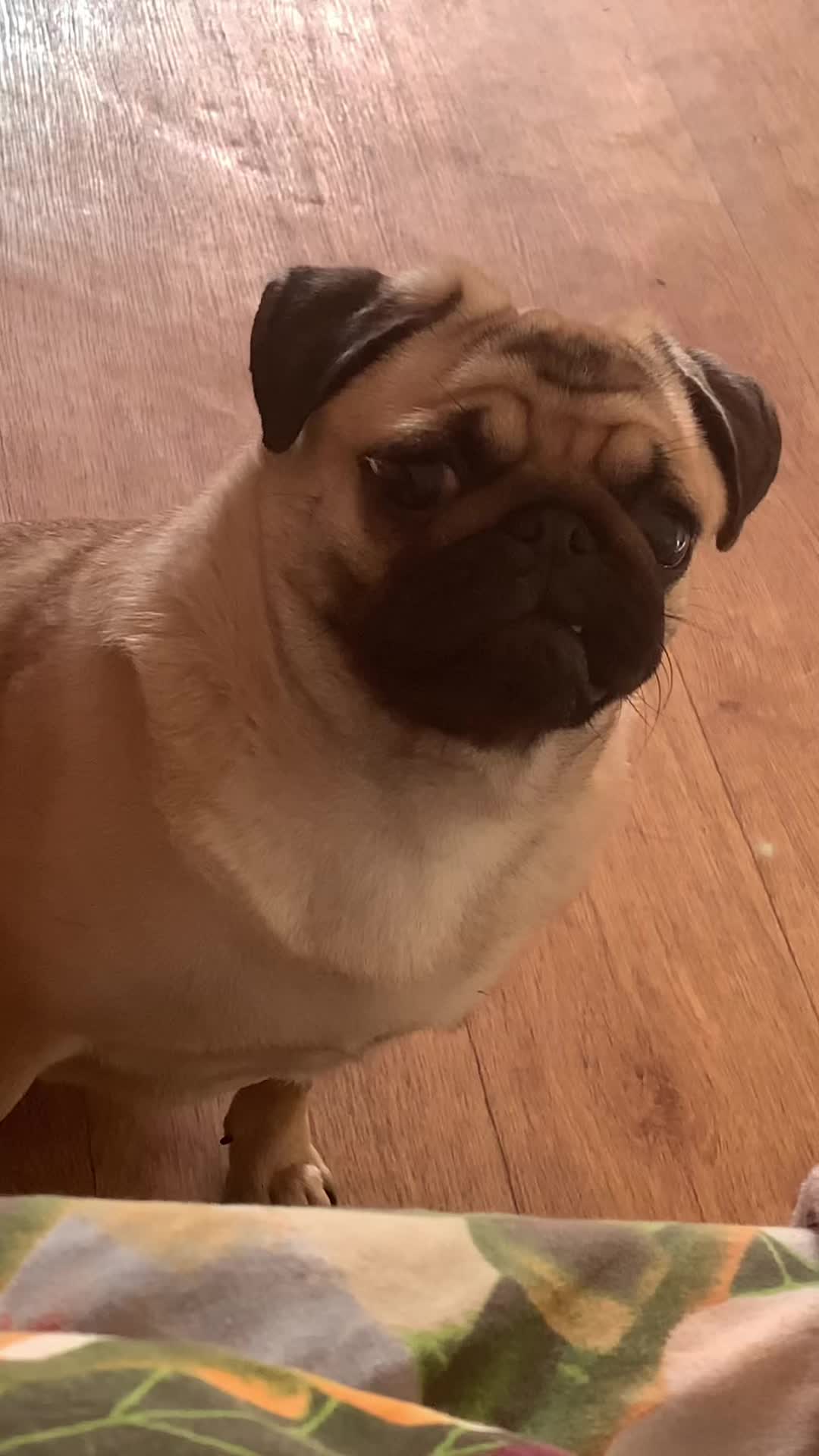 @Pug_bulka