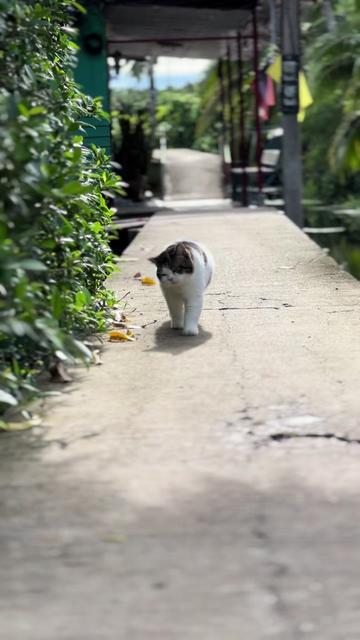 @บ้านผมมีแมวสามตัว😸