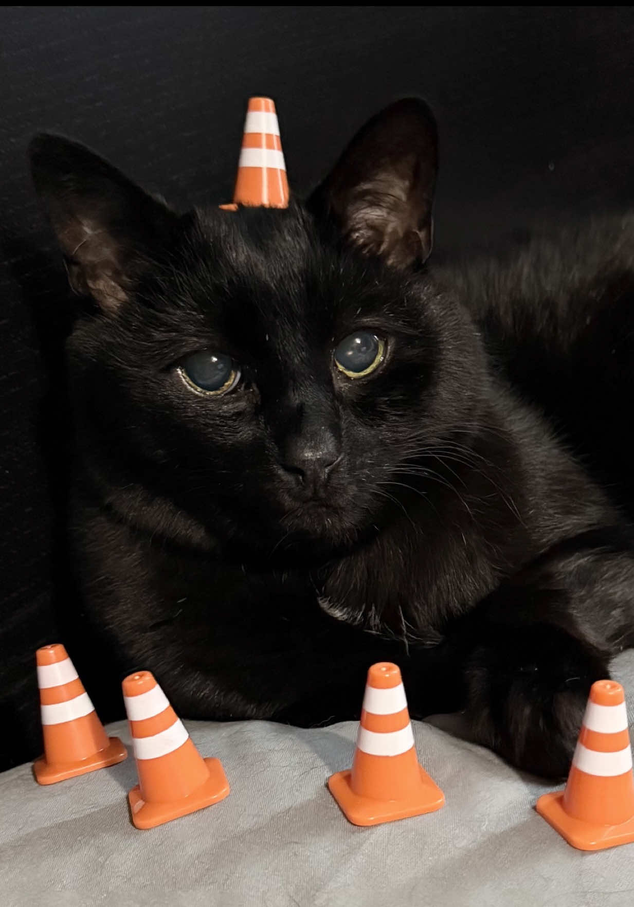 @Teefie_tribe 🐈⬛🐈⬛🐈🦷🦷