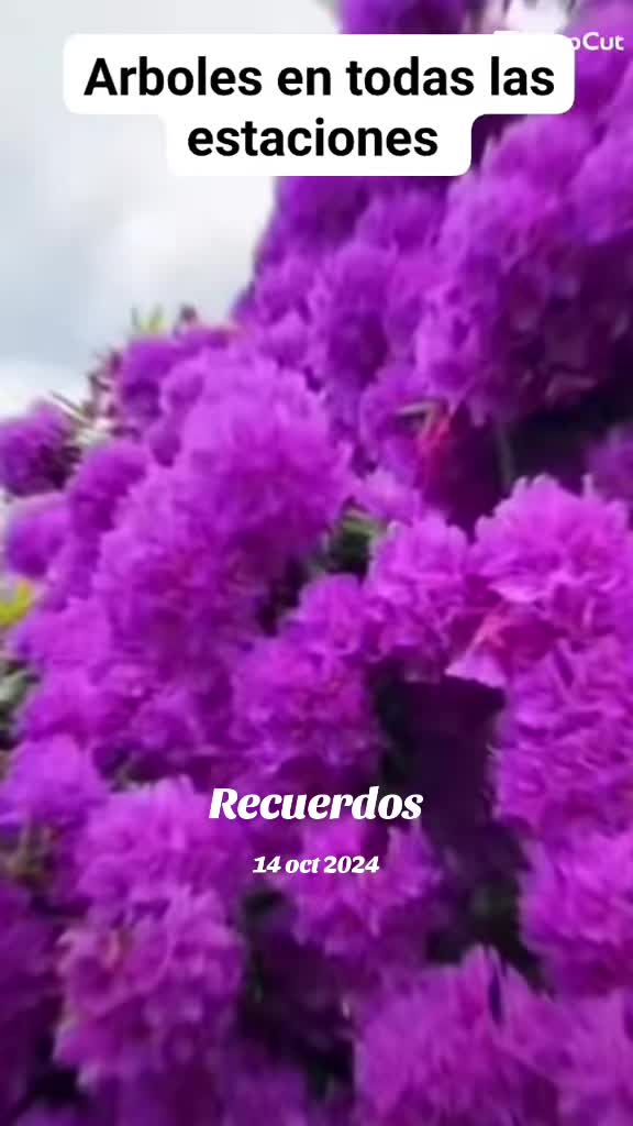 @❤️💛💜Nelo 2.0🖕🤘