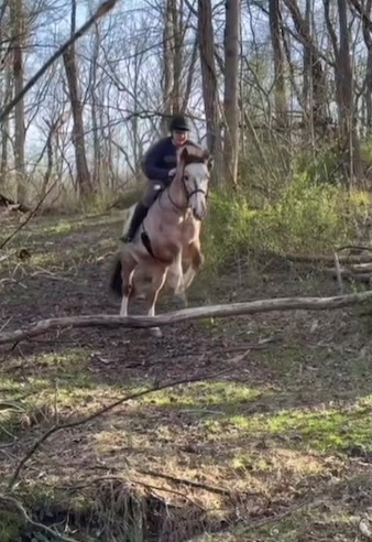 @Equestrian 🐴🐎