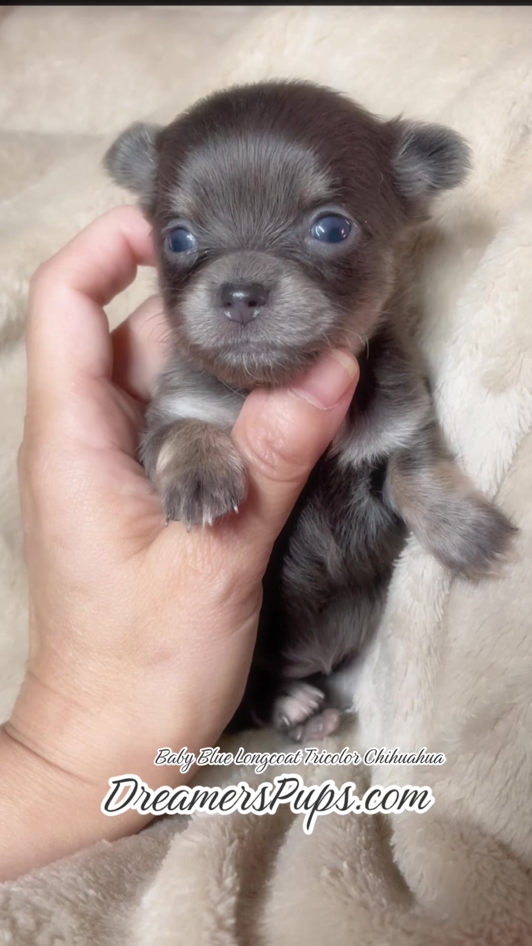 @PuppyMom