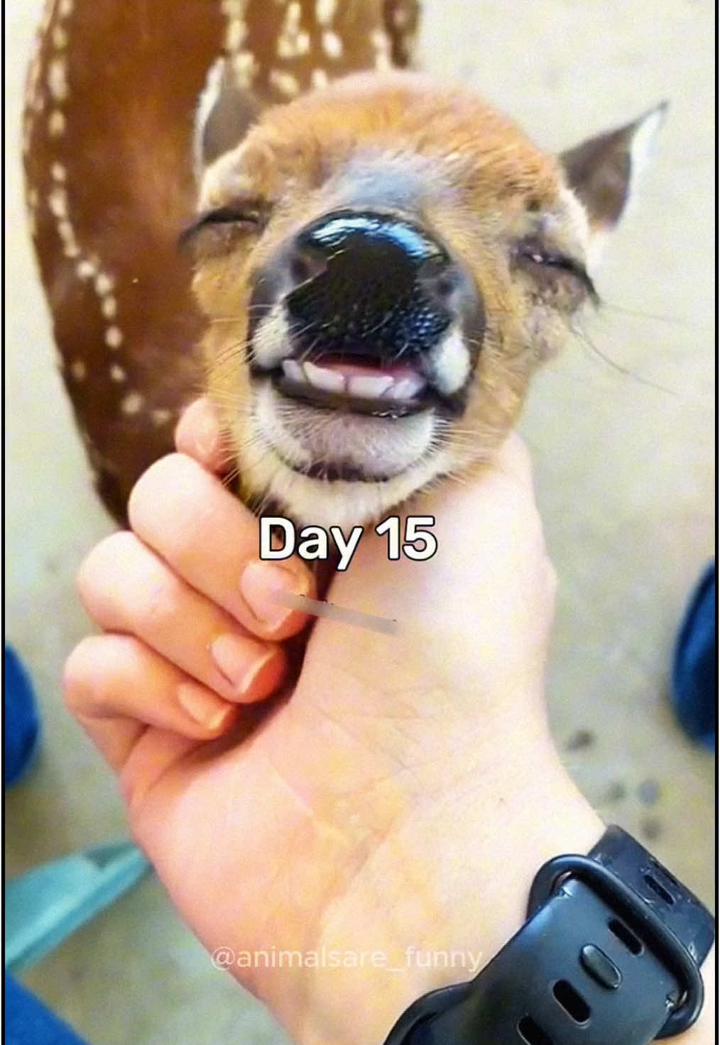@Funny animals 😹🐶🇺🇸