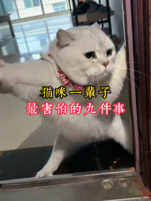 @catology