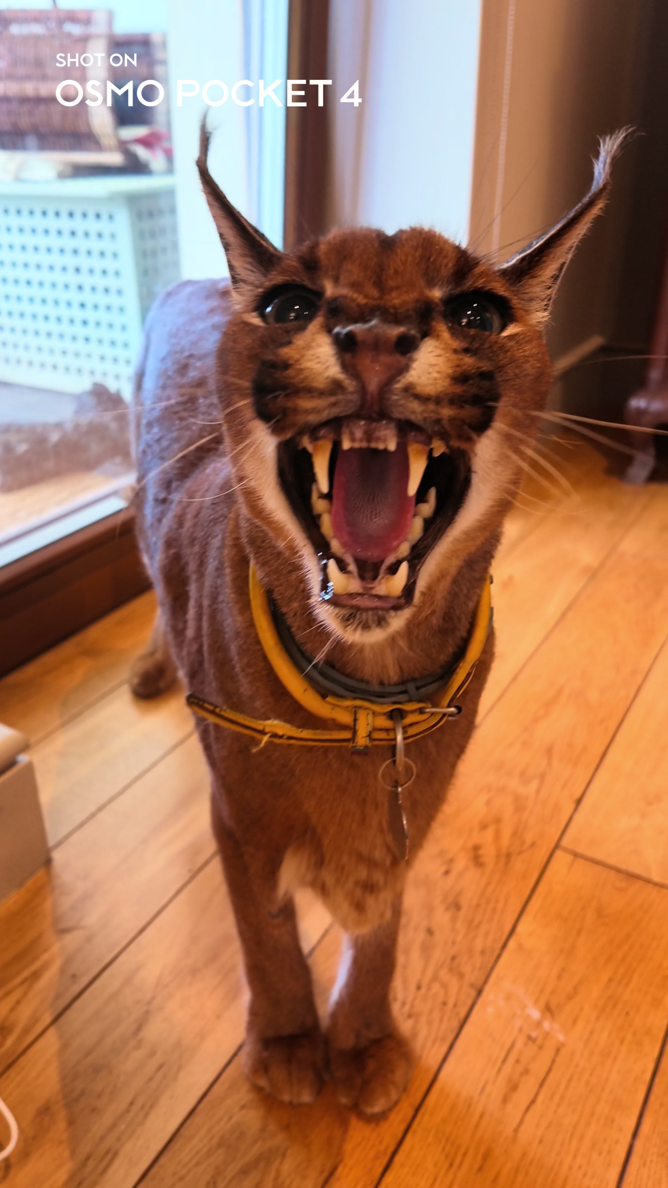 @Pumba Caracal