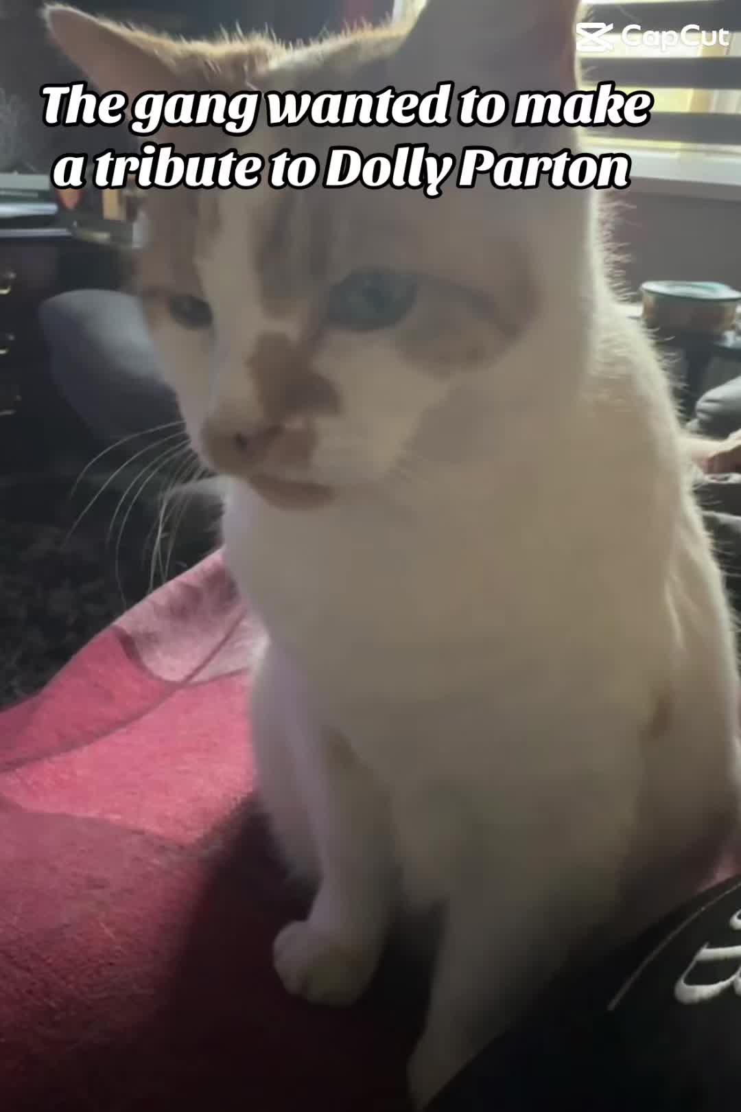 @crazycatladyxfour