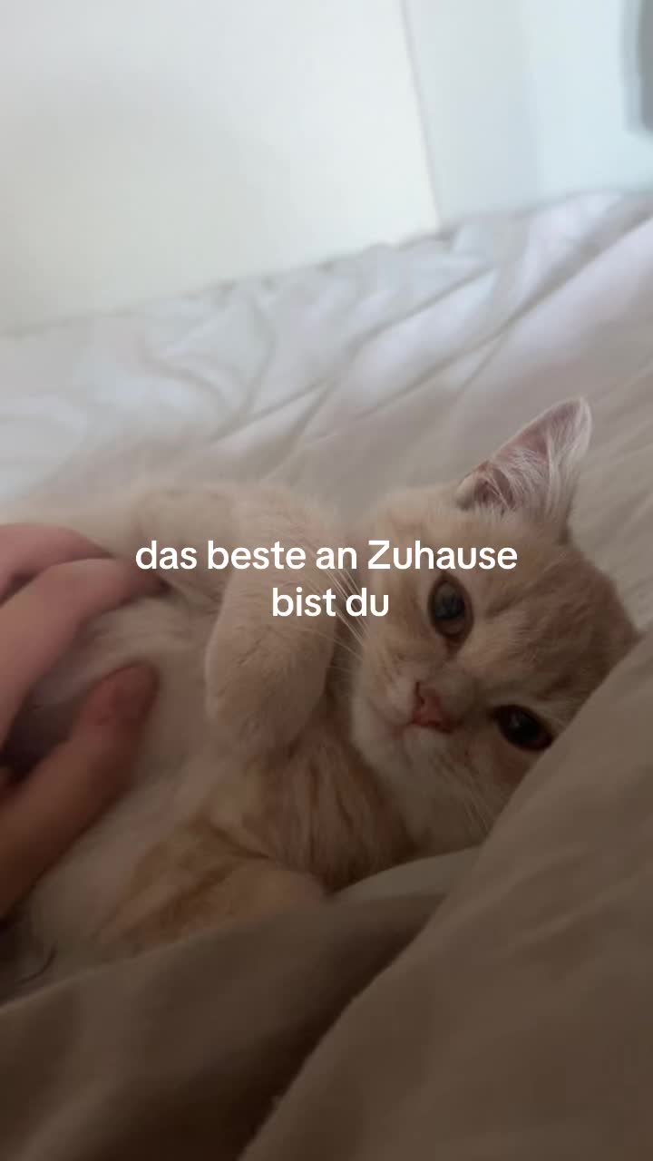 @belalim