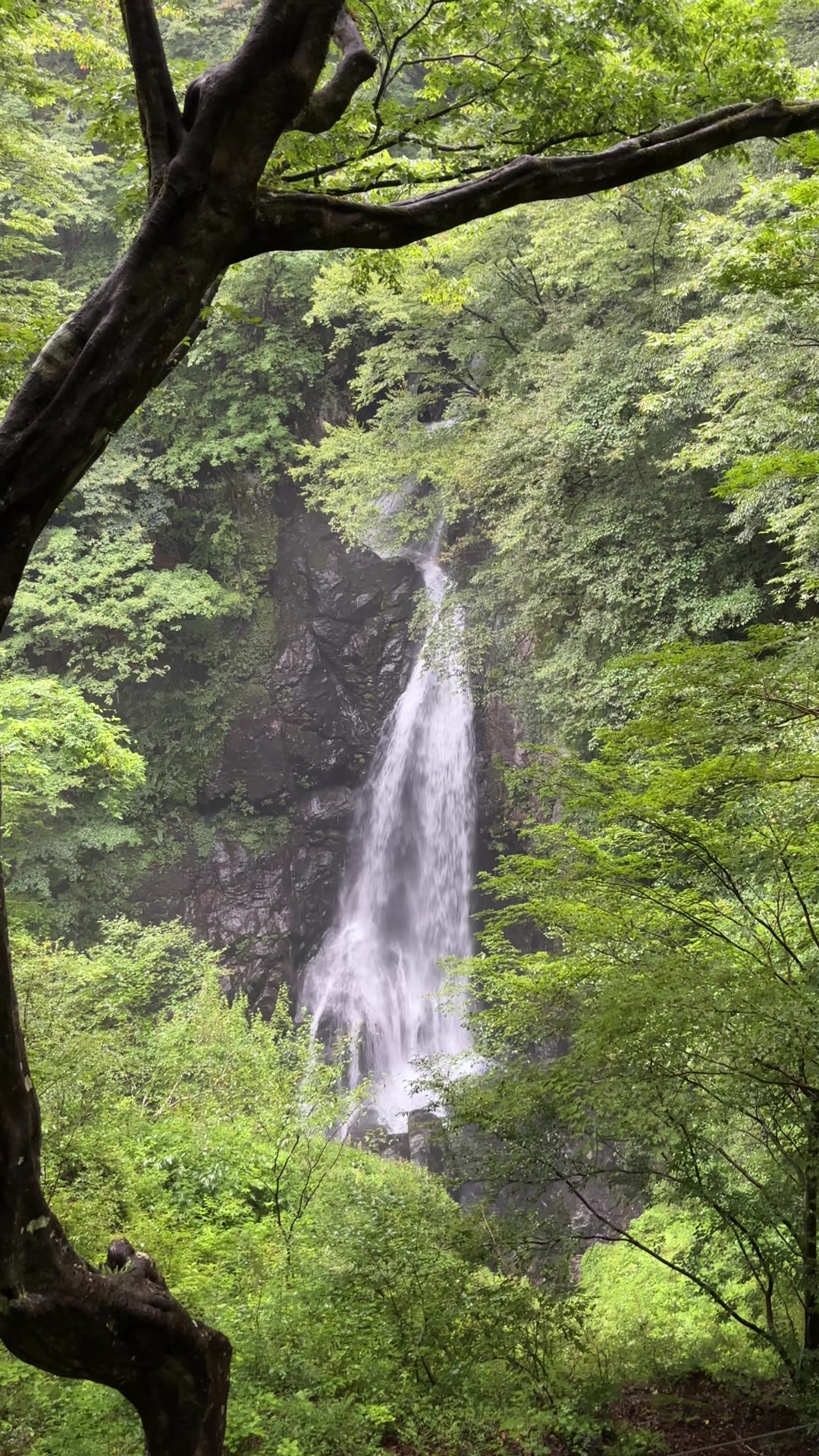 @YOHAKU.scenery