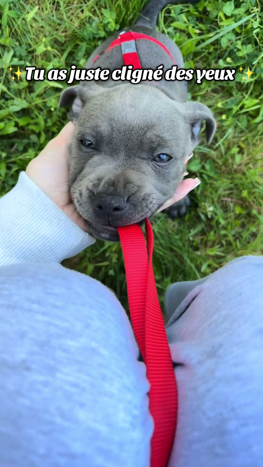 @Shadowlestaffy🐾
