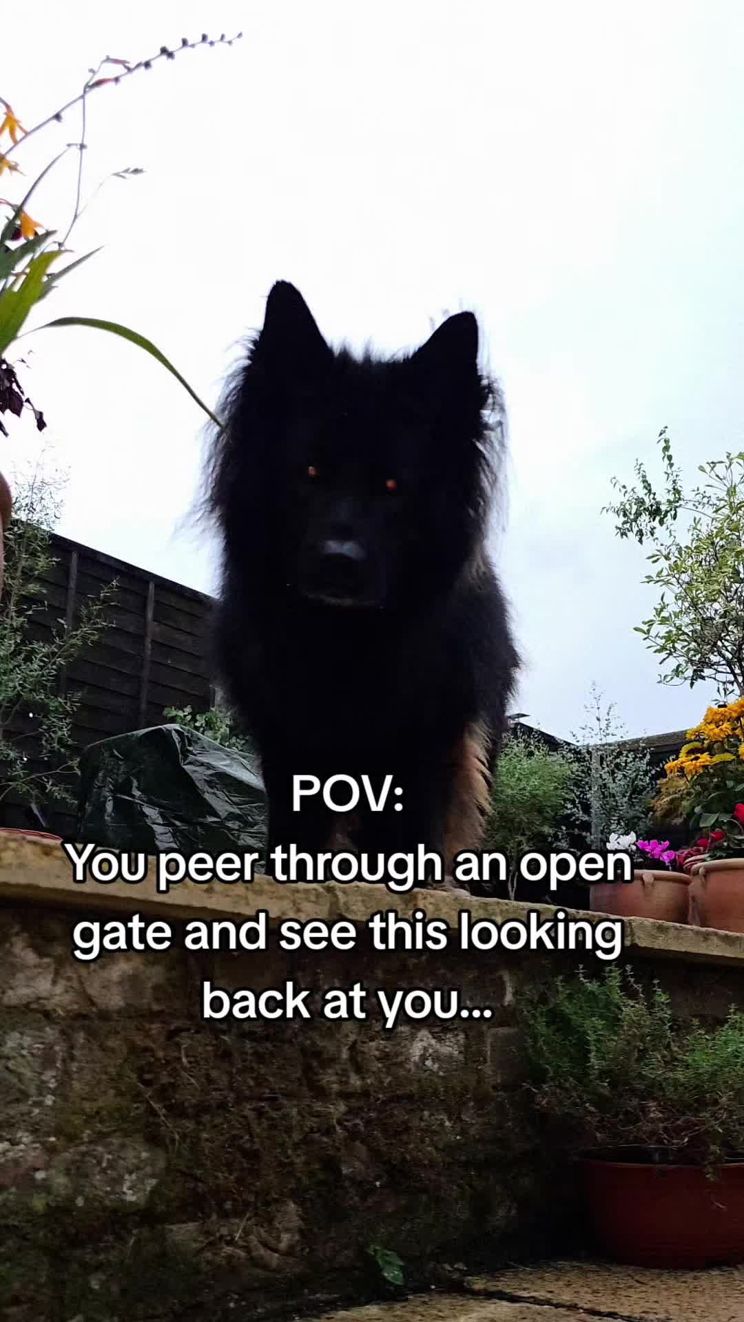 @Baloo_boy_gsd