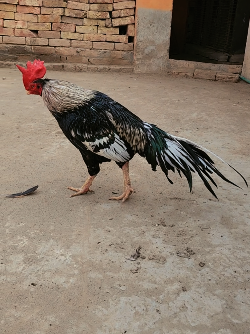 @Sajjad Aseel Farm