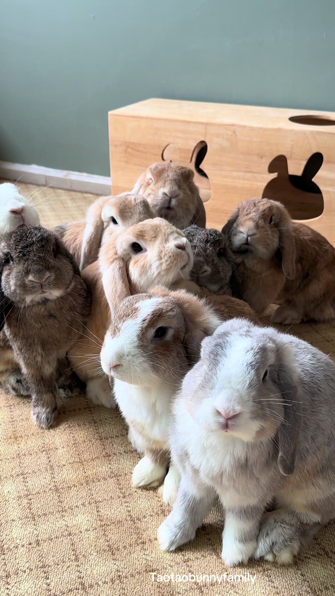 @Taotao Bunnyfamily