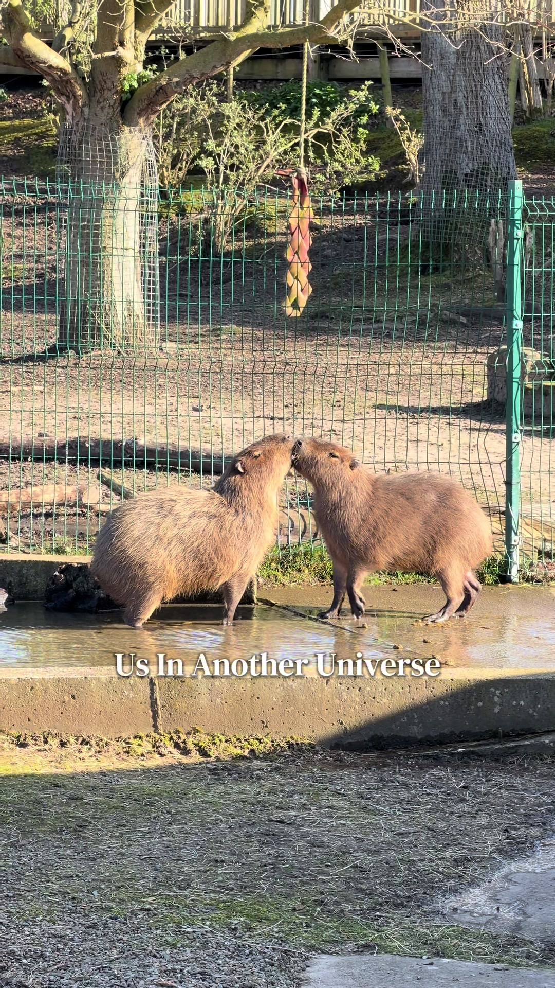 @Animals Travel Adventures