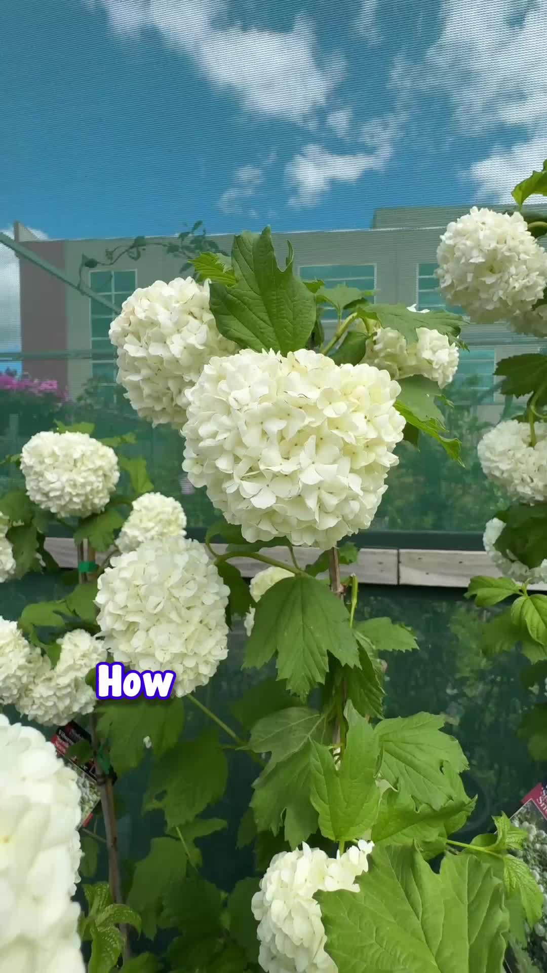 @Hello Hello Plants Nursery