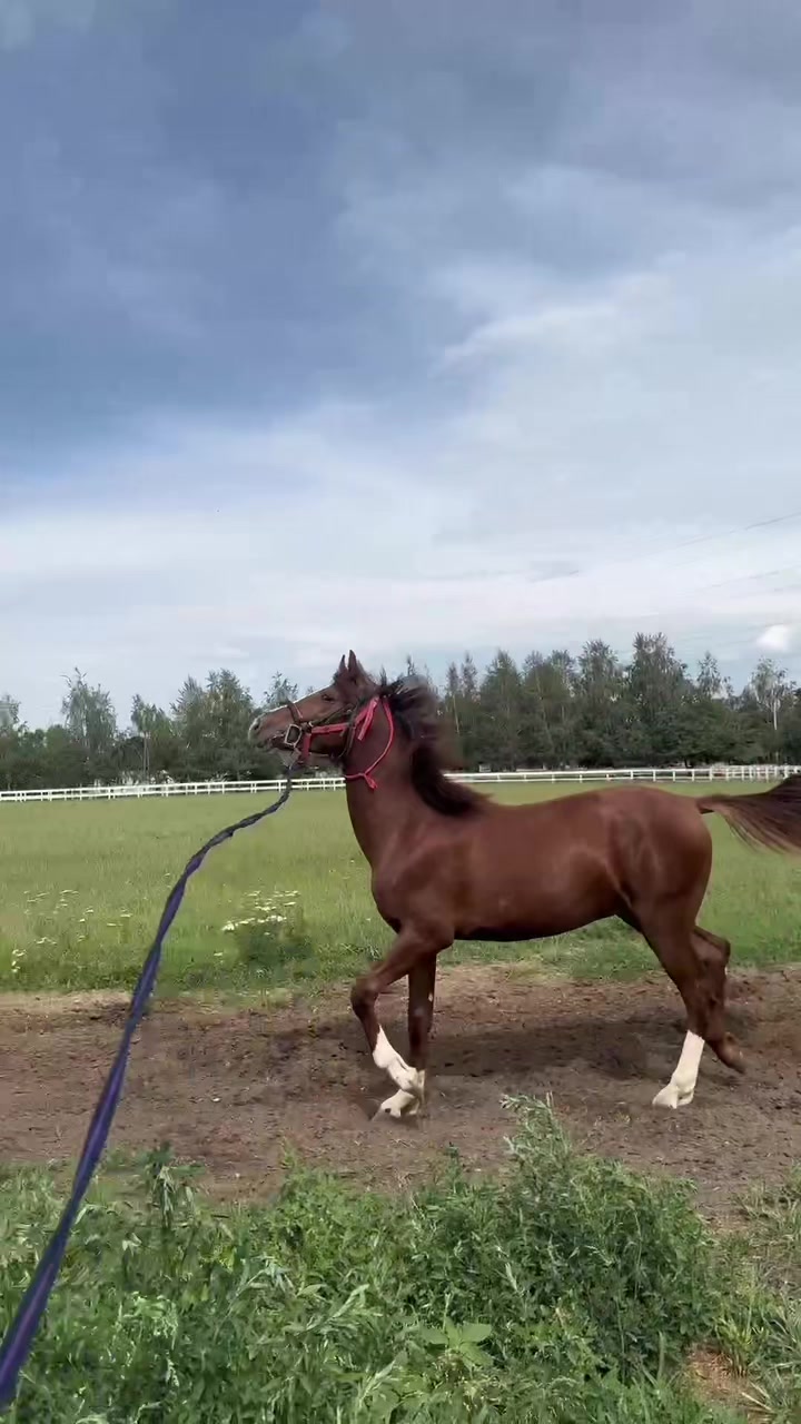 @🐎Ева🐎