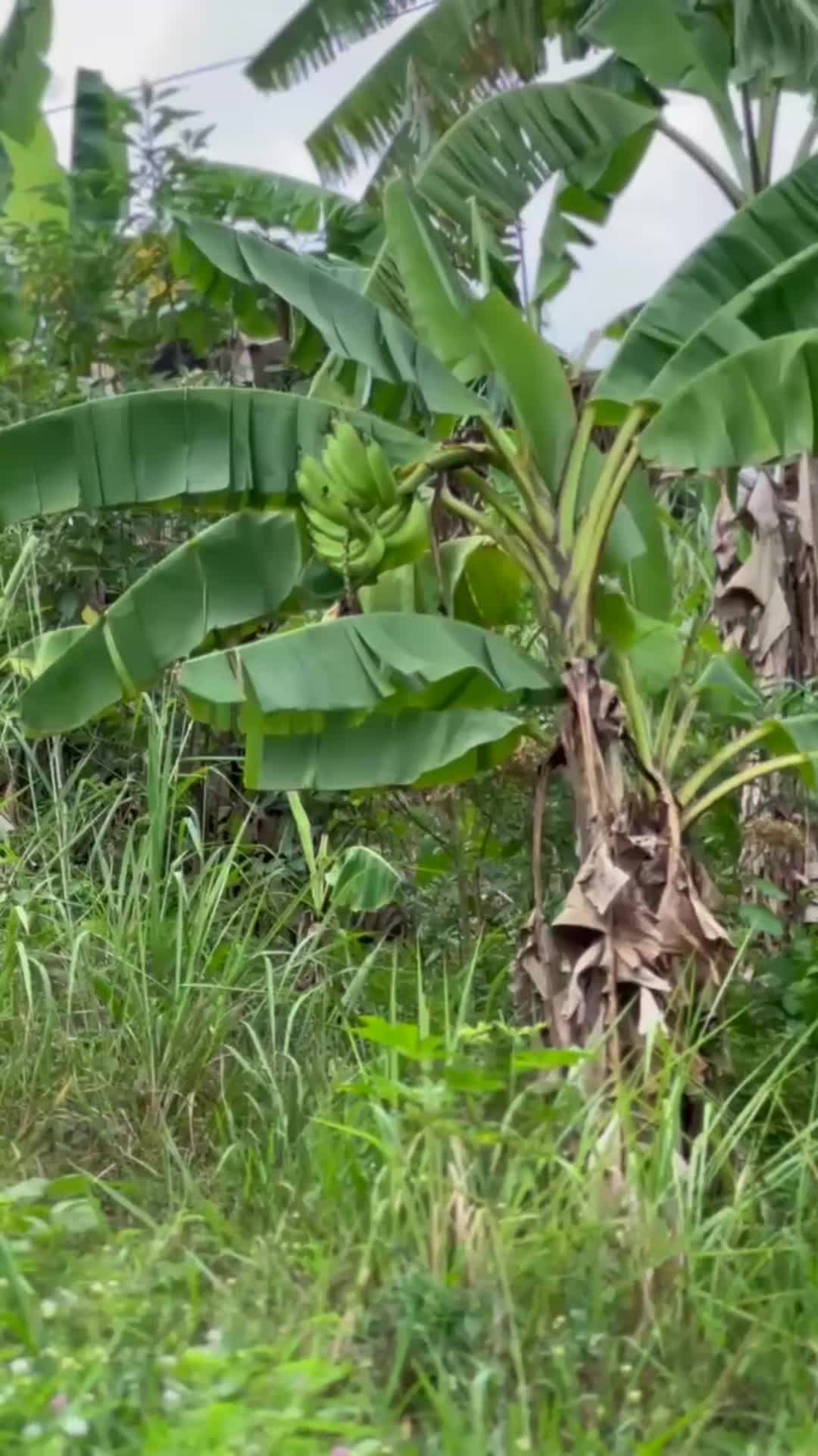 @NANA PLANT🏝️