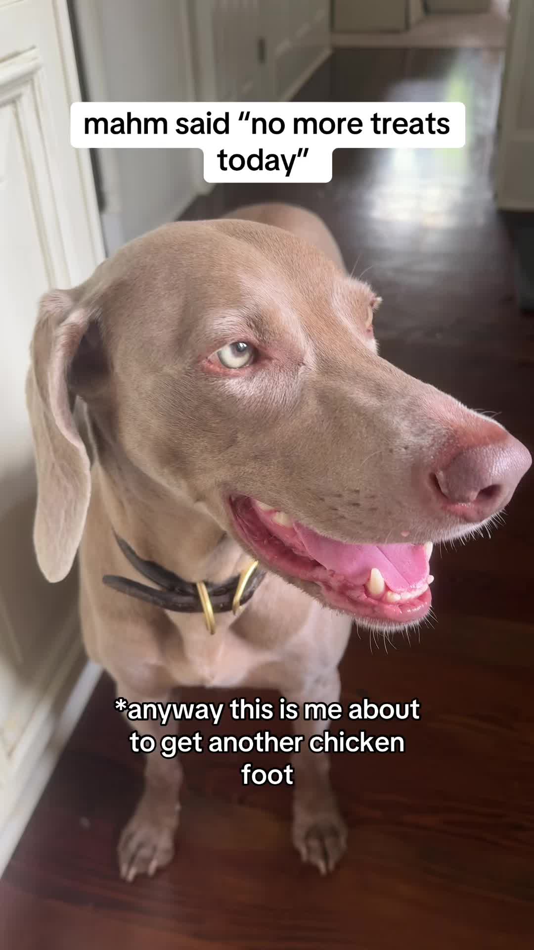@Zoey the Weim