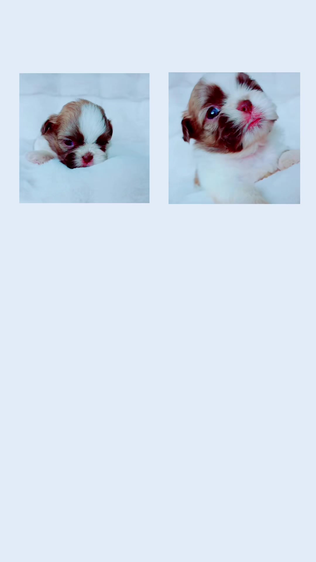 @shihtzulions
