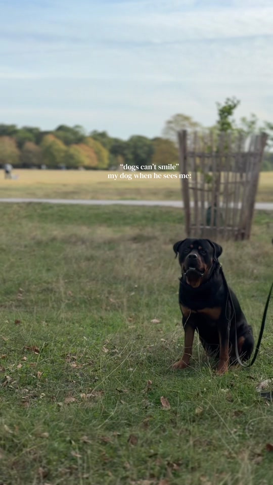 @Nyla Bo Rottweiler