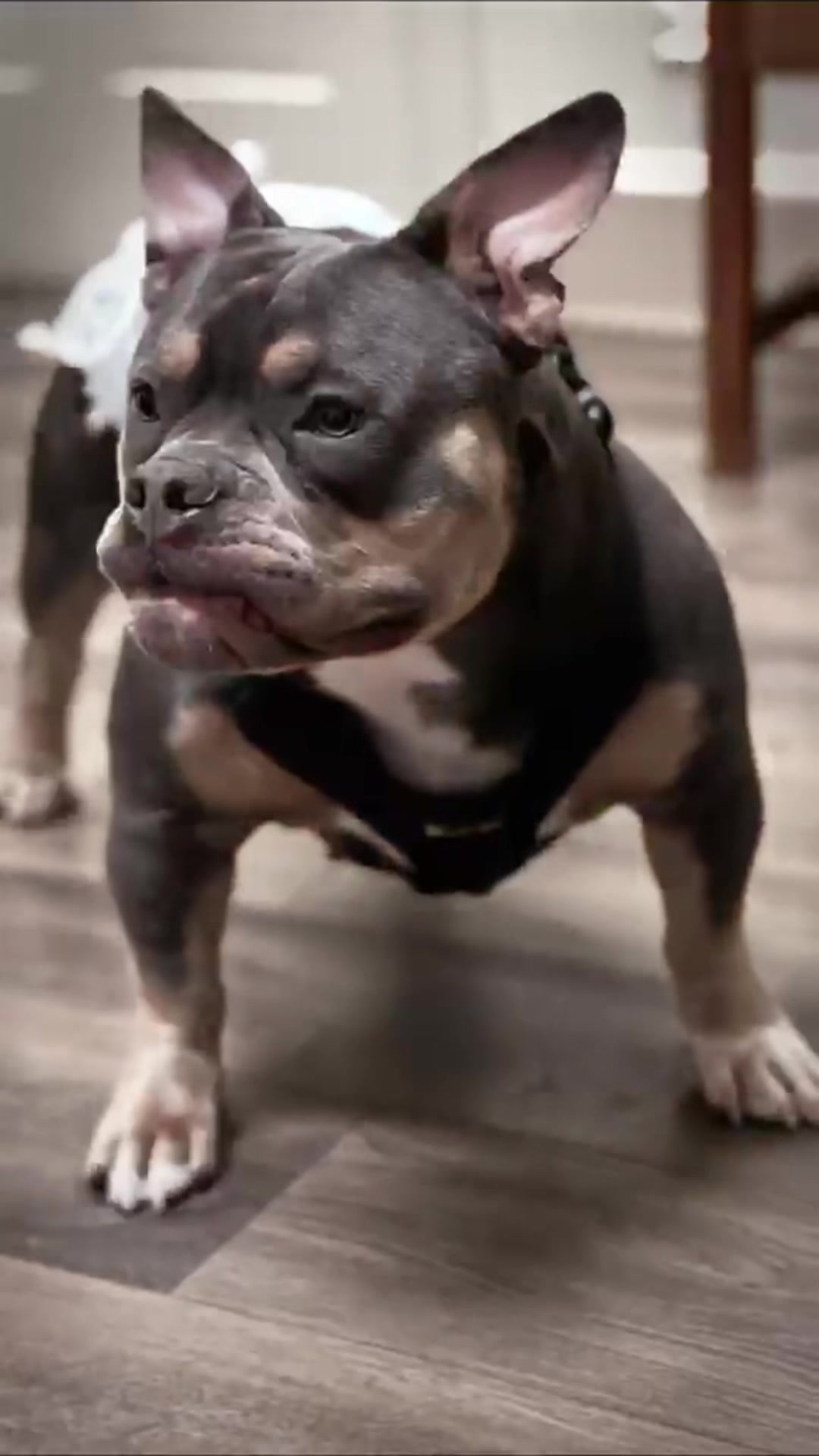 @gardnerkennel08