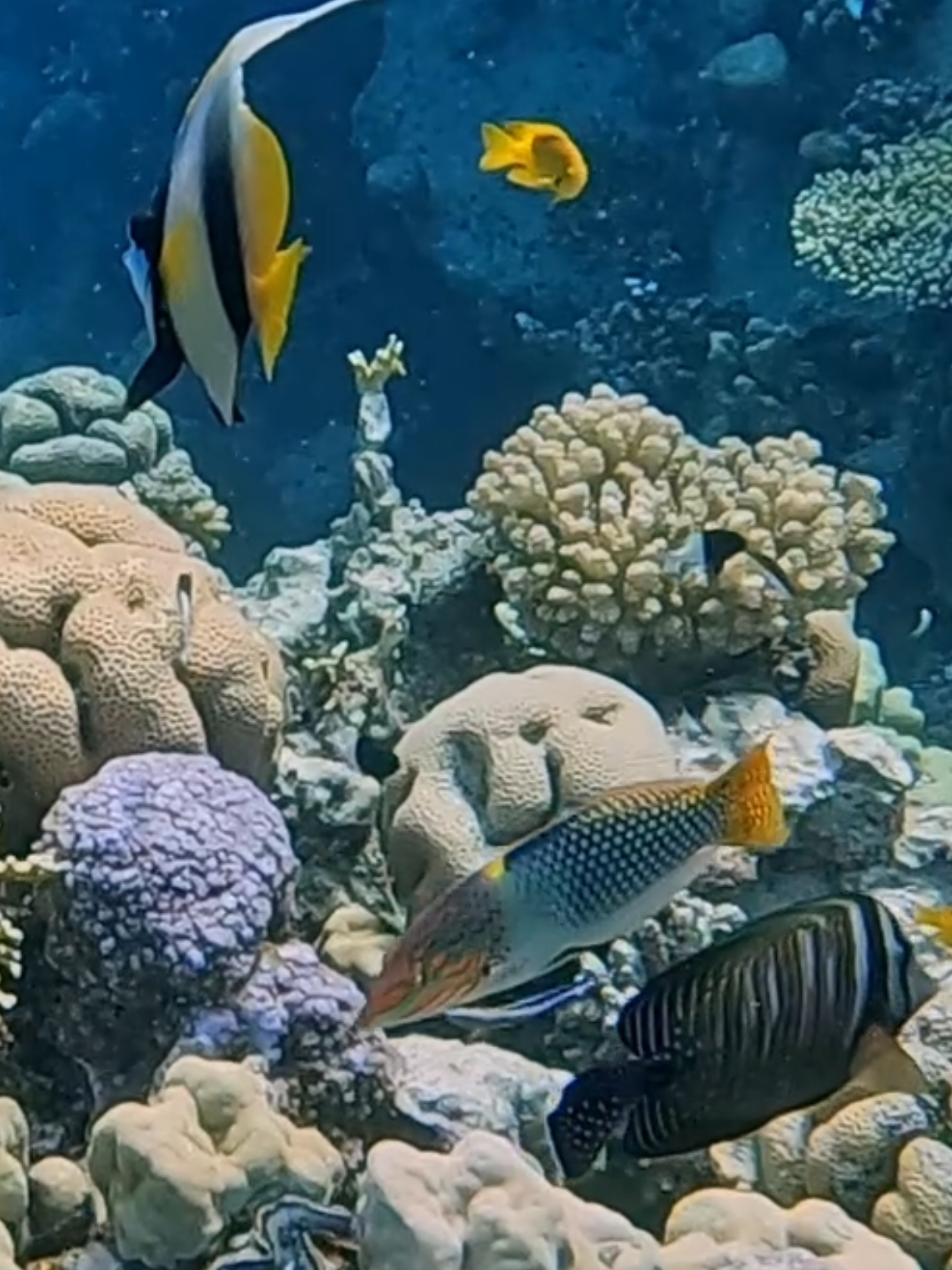 @Our Underwater Universe