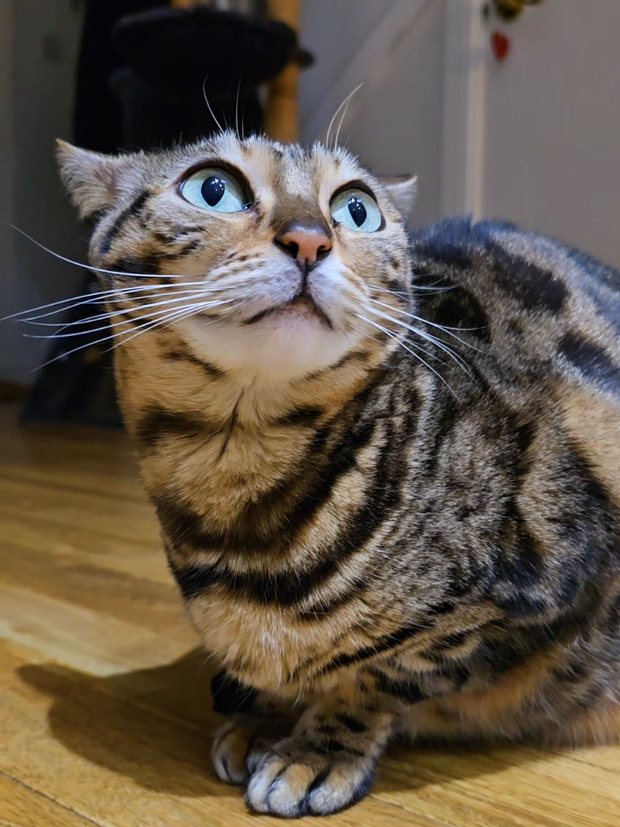 @Paris the Bengal cat