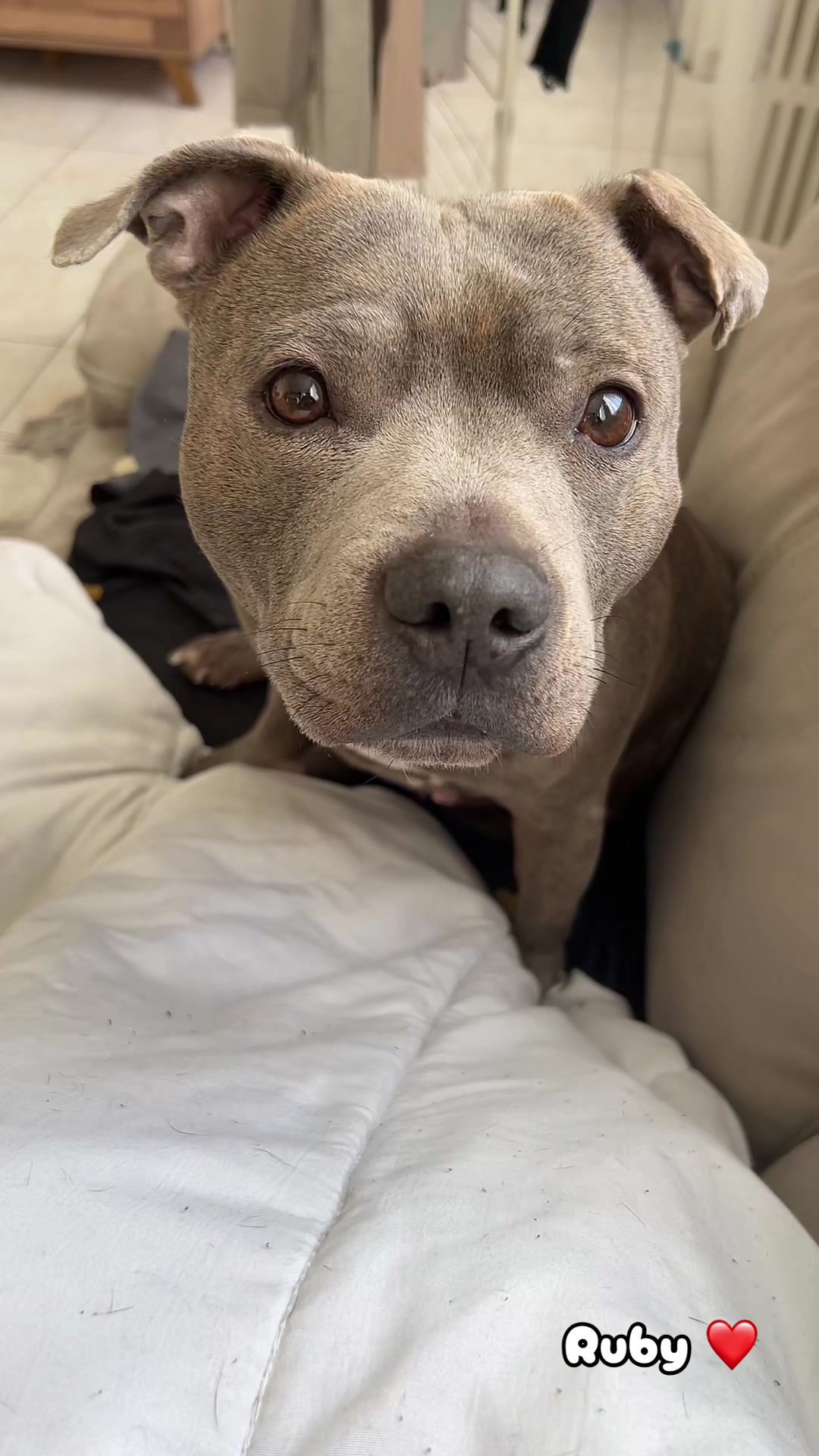 @rubylove_staffie94