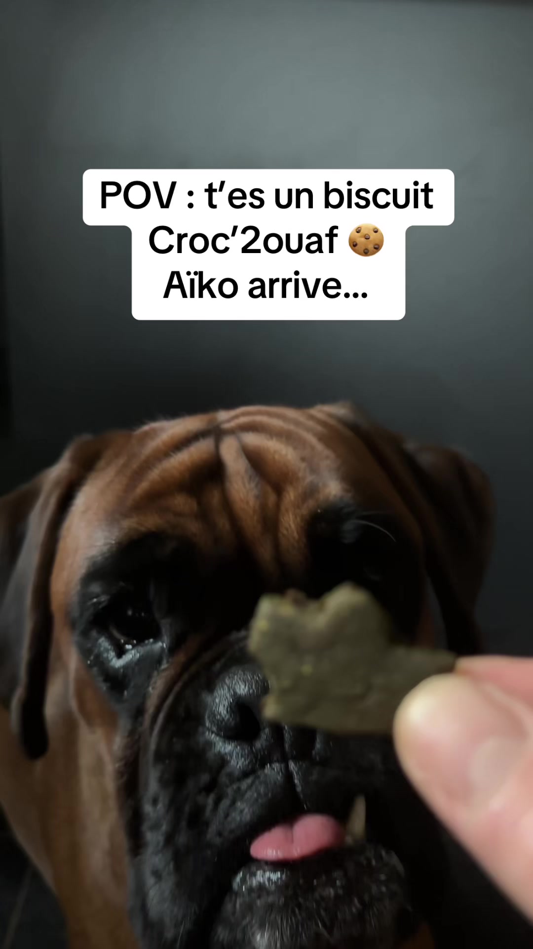 @Croc'2ouaf