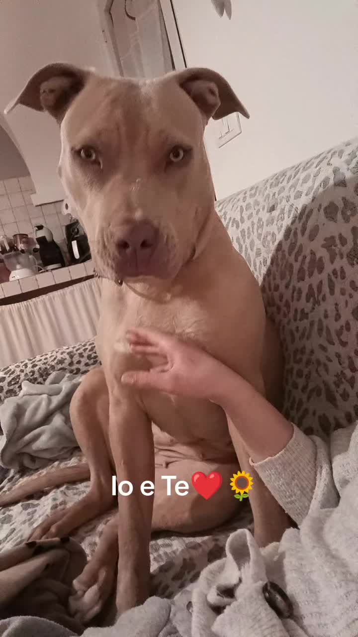 @daria