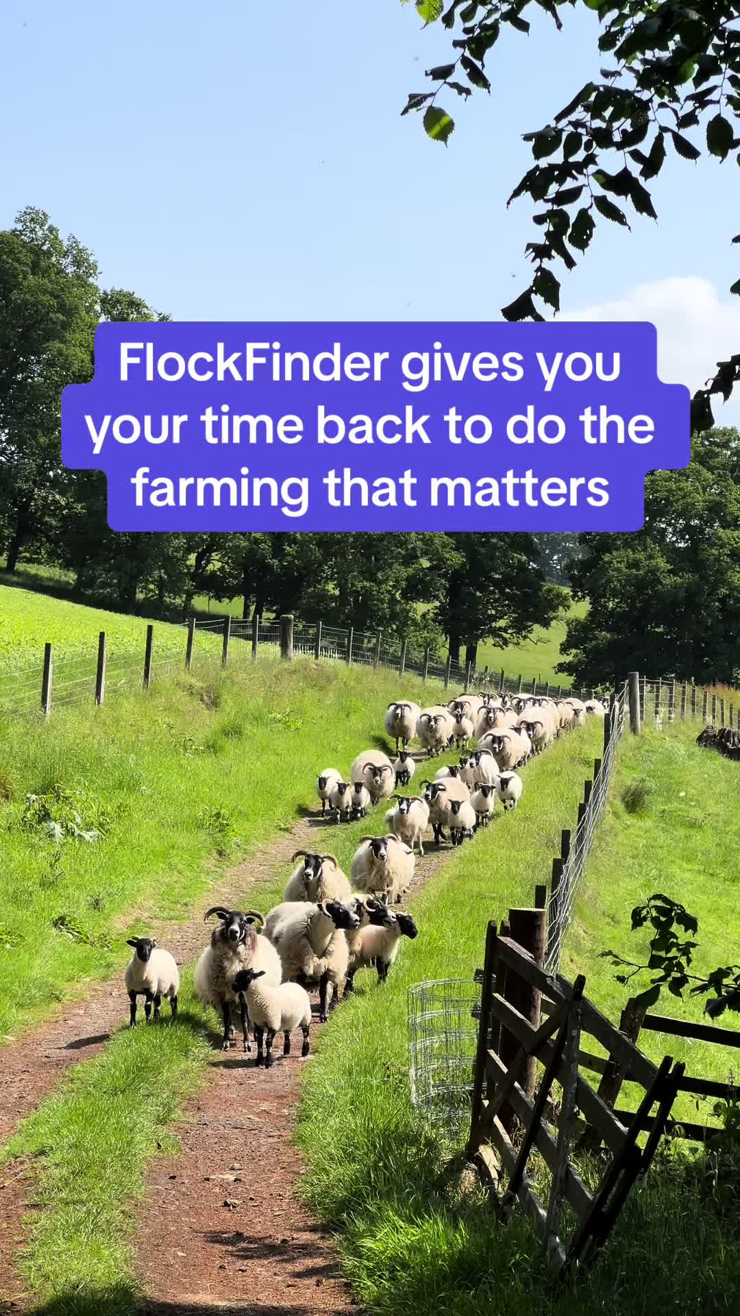 @FlockFinder