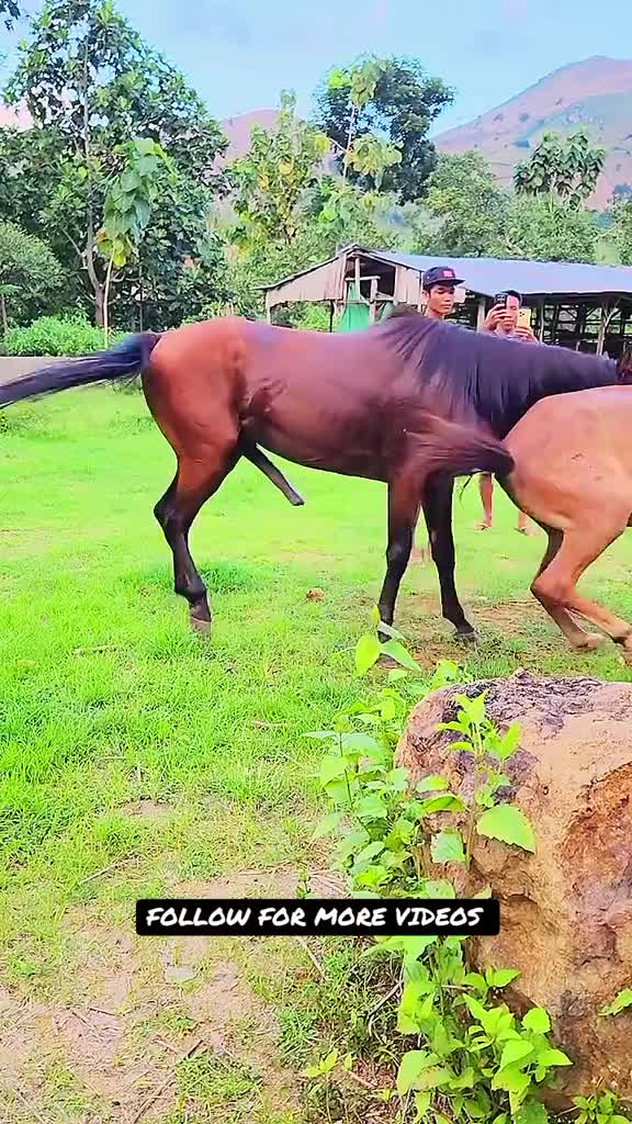 @animallifevideo