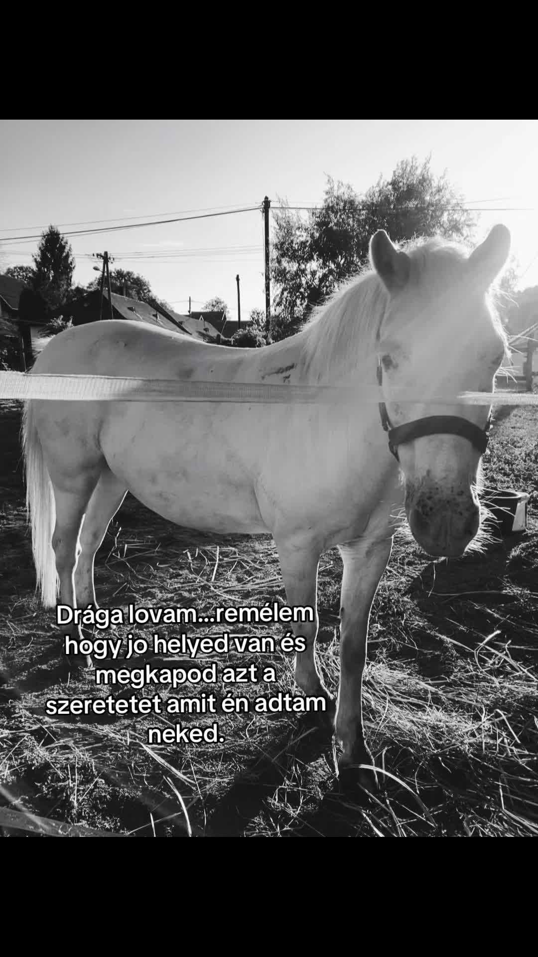 @Kov&aacute;cs Hanna