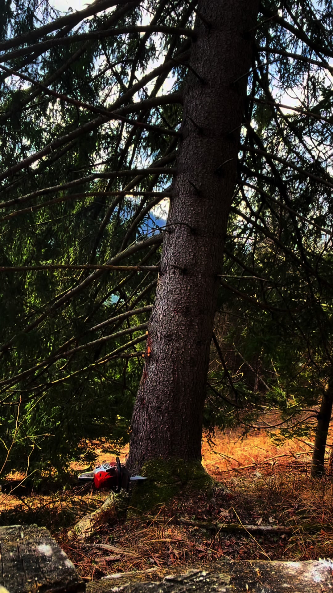 @Agrarius 🌲🇦🇹