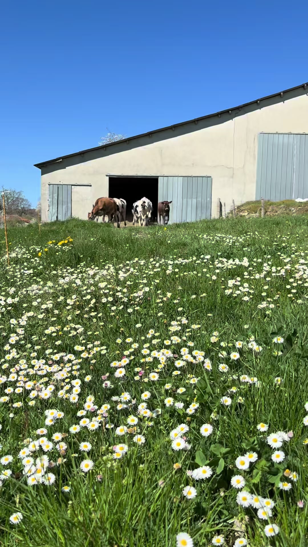 @Chloé 🌷🐮