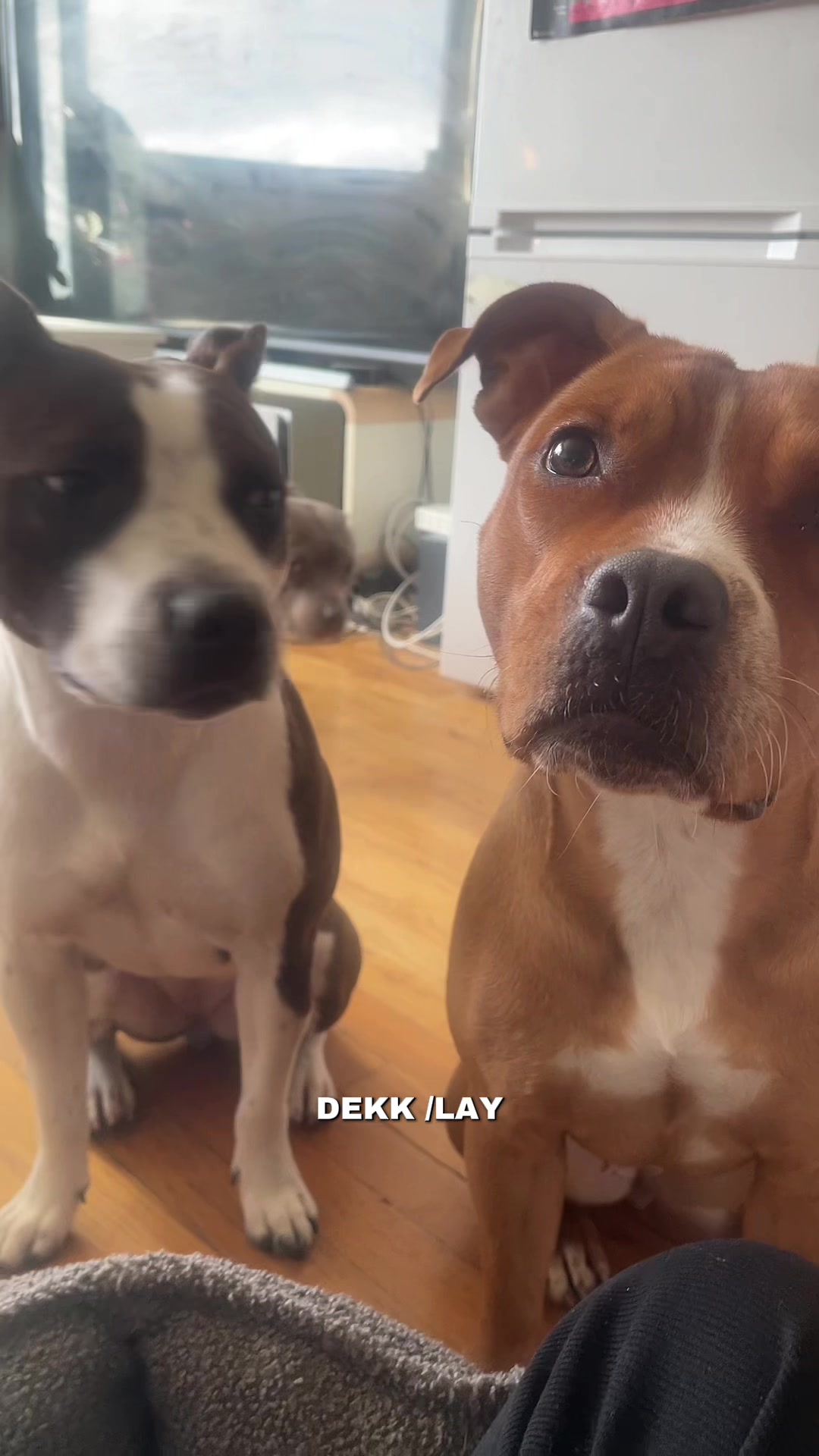 @Britney.paws🐾✨