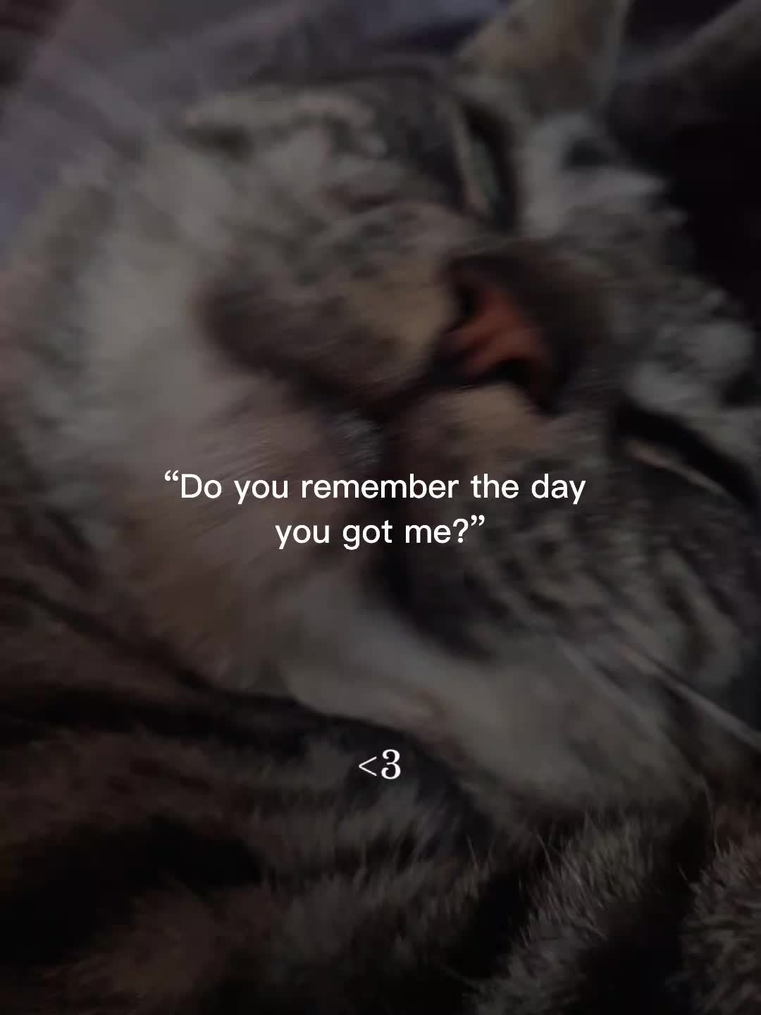 @✦•·•𝕶𝖎𝖘𝖍𝖆•·•✦