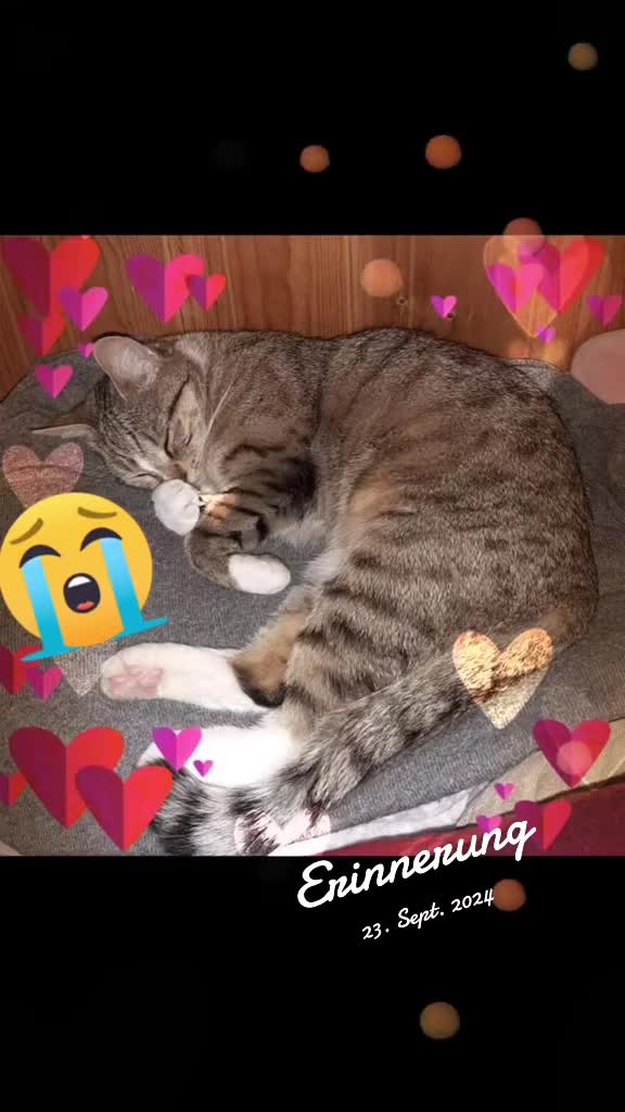 @🎯👑Dart🐈⬛Kitty👑🎯