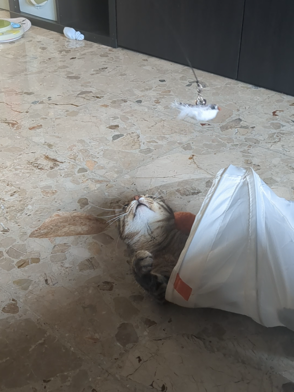@Lello The Cat