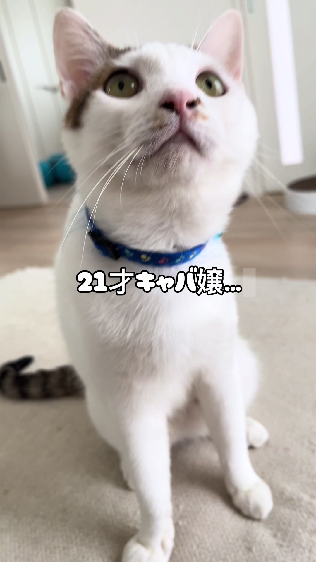 @くろねこ🐈⬛🩶🐈🤍