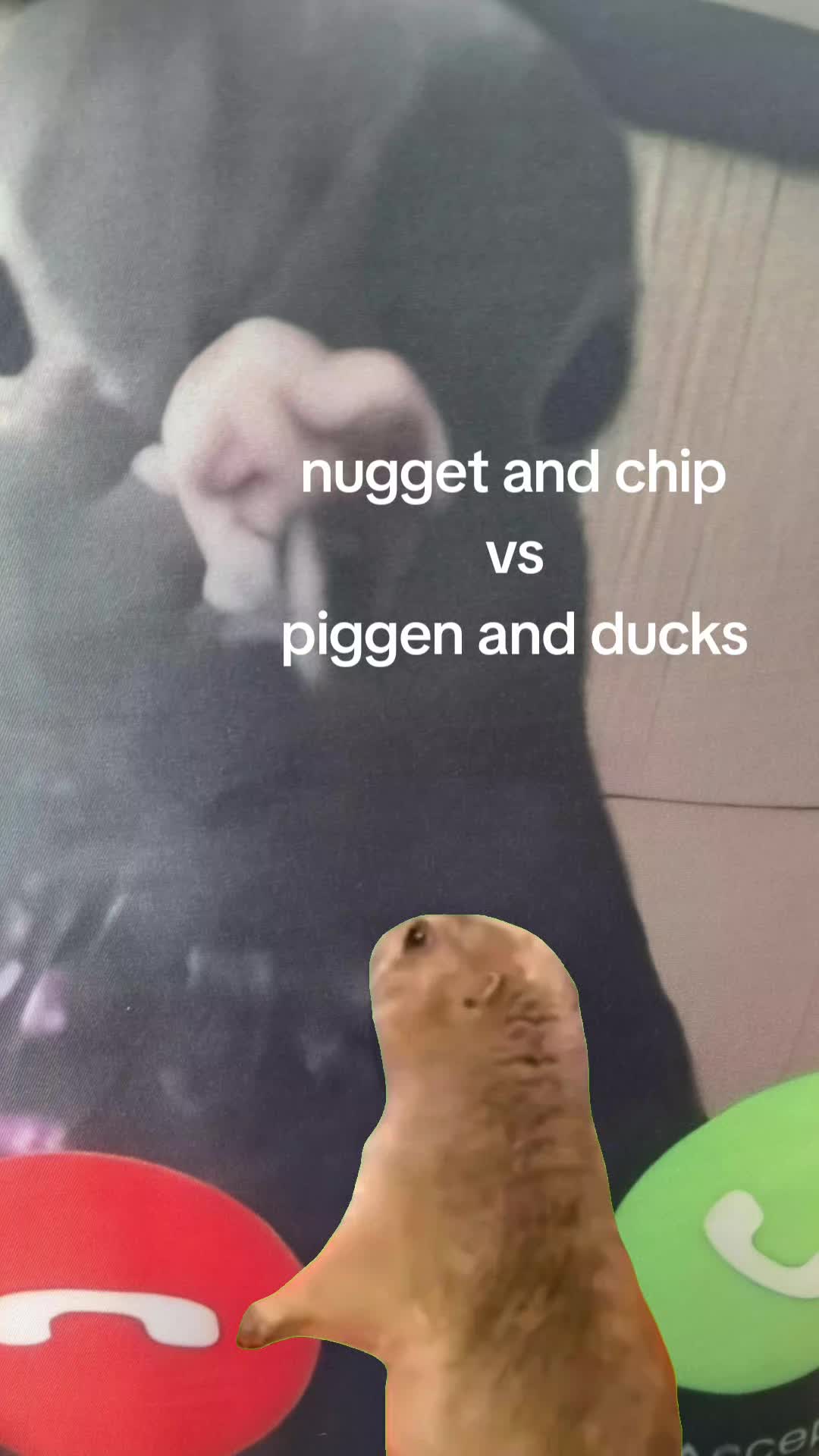 @nugget and chip 15