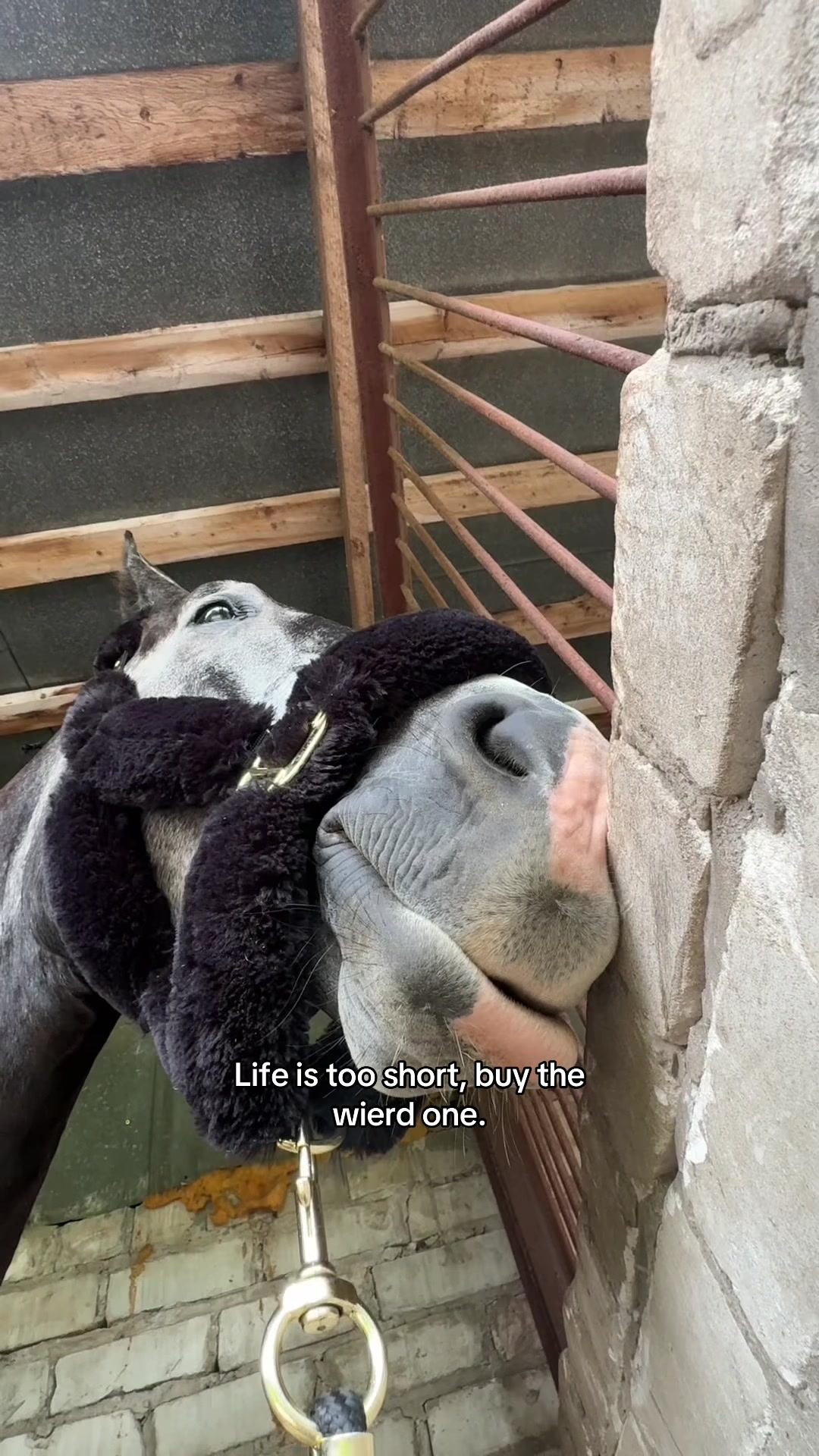 @mona